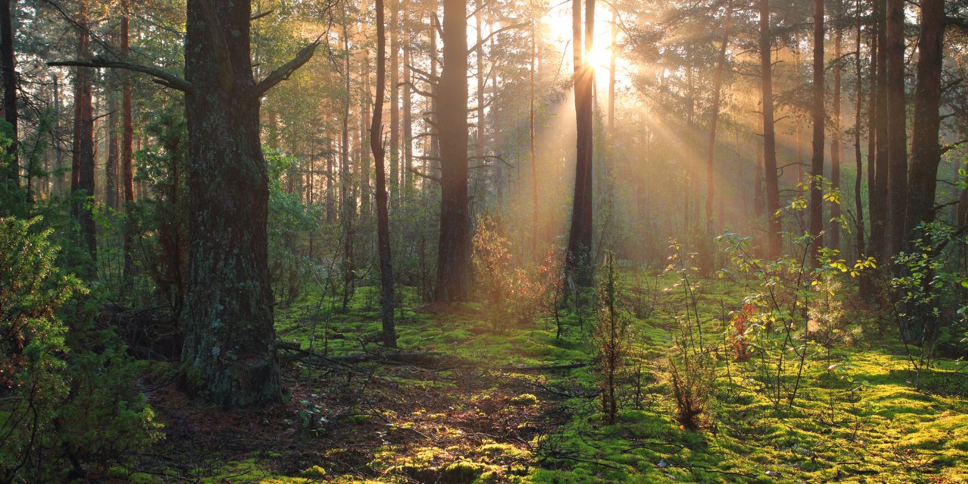 Overwhelming Sorrow Into Precious Eternal Love: Melbourne’s Premier Memorial Craftsmen